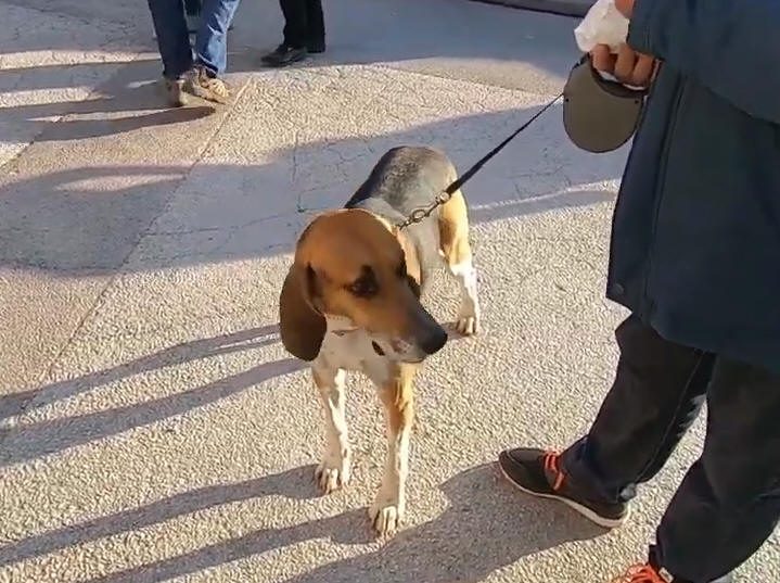 Superbe déguisement de cet athlète, on dirait un vrai chien !