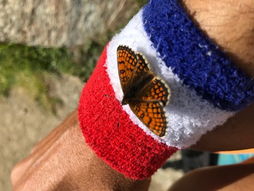 Même les papillons célèbrent le 14 juillet