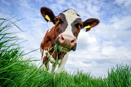 Eglantine, une de mes 3 vaches, prêtées gentiment pour la durée du confinement