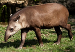 A quoi ressemble un tapir coureur ? C’est ça ! T’as vu le tarin ?