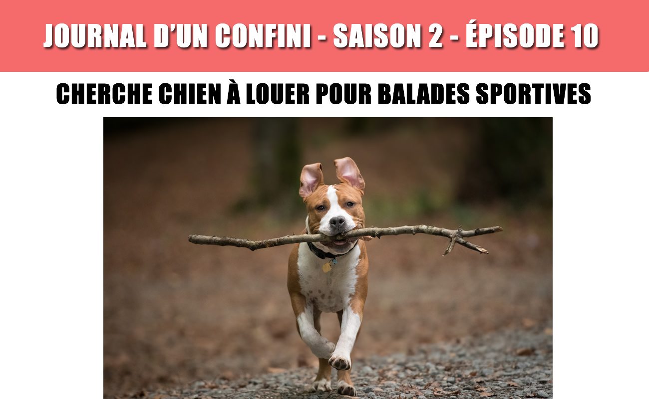 Cherche chien à louer pour longues balades